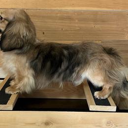 Tate - Dachshund