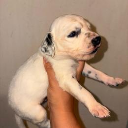 Vice - White and black male Dalmatian puppy in Toledo, Ohio from Exquisite Dalmatians & Standard Poodles