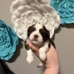 Boy 1 - Liver and white male Shih Tzu puppy in Springfield, Missouri from Lopez Family Tails