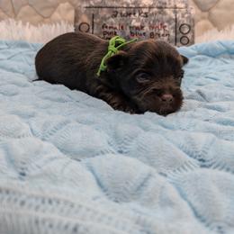 Luigi - Chocolate and tan male Yorkshire Terrier puppy in Dallas, Texas from JBzPawz