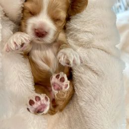 Cocker Spaniel Puppies from Jennifer Dees