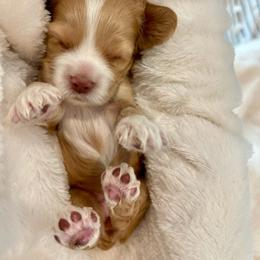 Cocker Spaniel Puppies from Jennifer Dees