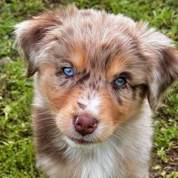 Girl 5 - Red merle Australian Shepherd puppy in Ramona, California from Blue Moon Aussies