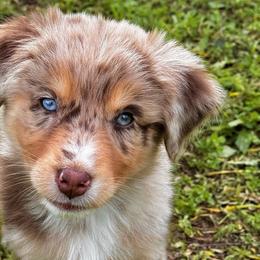 Girl 5 - Red merle Australian Shepherd puppy in Ramona, California from Blue Moon Aussies