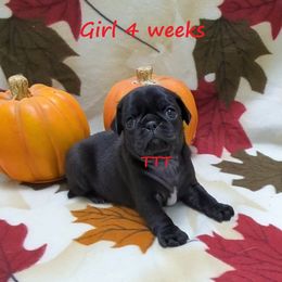 Boy 2 - male Pug puppy in Medina, Ohio from T Tiny Treasures