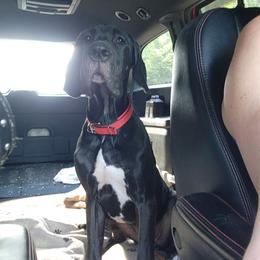 Black female - Black female Great Dane puppy in Gig Harbor, Washington from Lakaya Danes