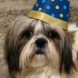 Shih Tzus from Shih Tzu Knots