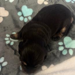 Boo - Black and cream male Dachshund puppy in Bristol, Florida from Creek Life Miniature Dachshunds