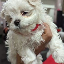 Maltese Puppies from Unicorn tiny Maltese puppies