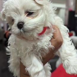 Maltese Puppies from Unicorn tiny Maltese puppies