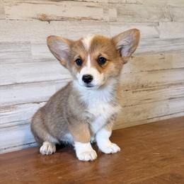 Daisy (sour cream) - Red female Pembroke Welsh Corgi puppy in Mc Cammon, Idaho from Sunny J Corgis and Mini Americans