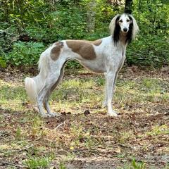 Folklore - Saluki