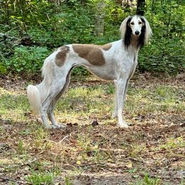 Folklore - Saluki