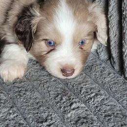 Mountain Music - Red merle male Miniature American Shepherd puppy in Goldendale, Washington from Amulet Charm