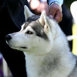 Siberian Huskies from Sagebrush Siberian Huskies
