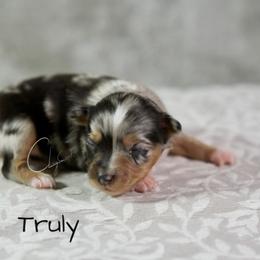 Miniature Australian Shepherd and Toy Australian Shepherd Puppies from Clay Creek Aussies