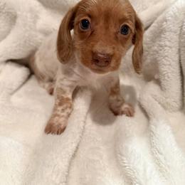 Bobbi - Dapple female Dachshund puppy in Marshfield, Missouri from WH Hounds