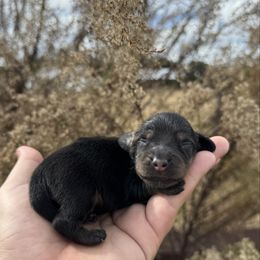 Churro - Black and tan male Dachshund puppy in Inverness, Florida from Canaan Farm Corgis