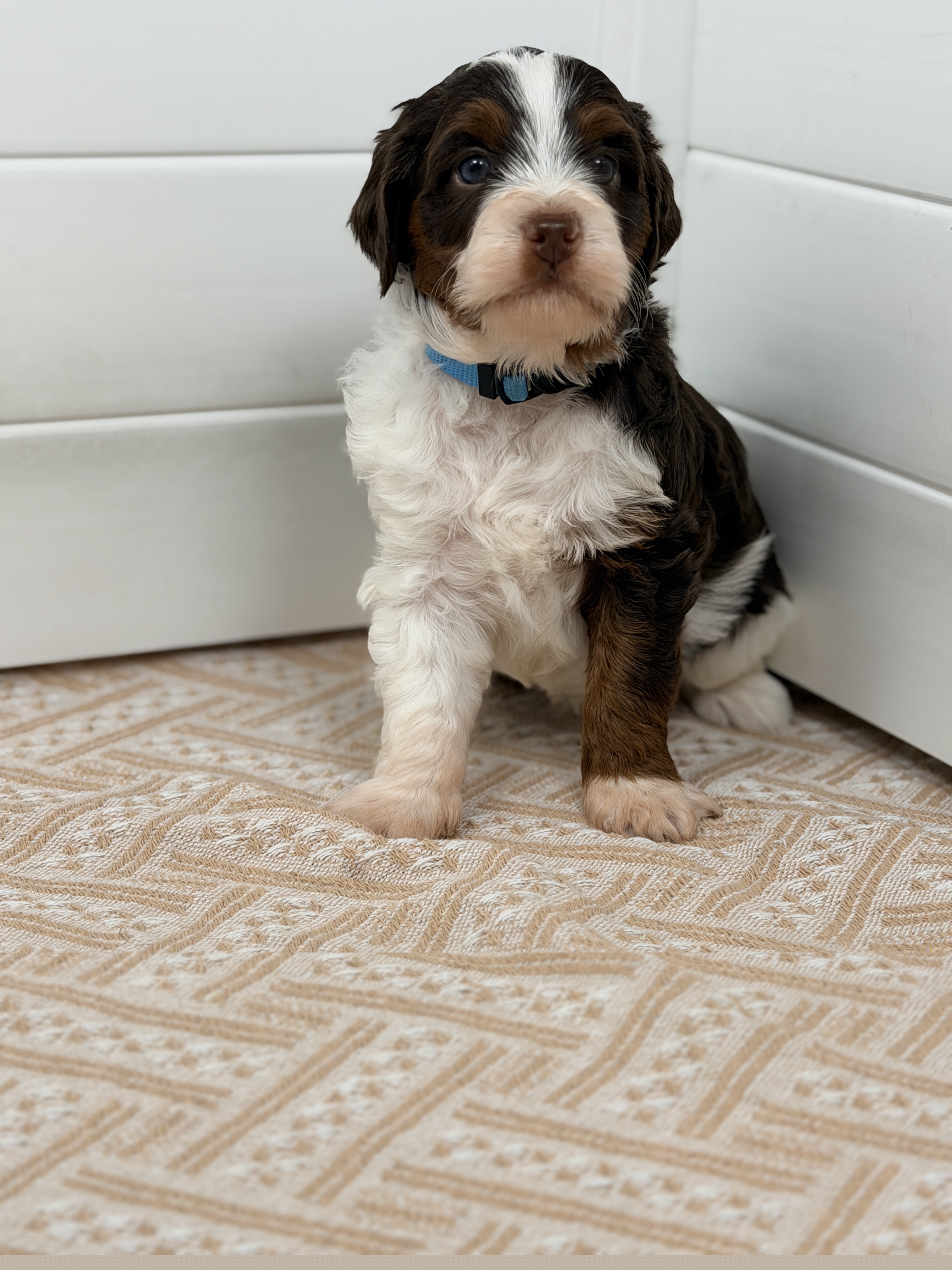 Ice Cream - Blue - Tri-color male Bernedoodle puppy in Charleston, South Carolina from Palm Belle Doodles