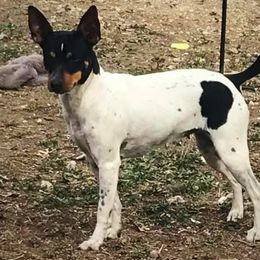 Josey - Rat Terrier