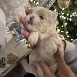 Prince Aspen (Rare Coloring) - Cream and white male Shih Tzu puppy in Kent, Washington from Exclusively Shih Tzu's LLC
