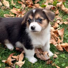 Boo - Black and tan male Pembroke Welsh Corgi puppy in Northwood, Iowa from Sorrel Sands Corgis