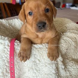 Pink - Yellow female Labrador Retriever puppy in Gillete, Wyoming from Red Prairie Retrievers