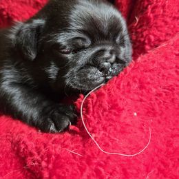Black girl 5 - Black female Pug puppy in Gaffney, South Carolina from Sunset Farms