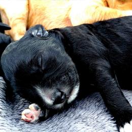 Boy 3 - Black and white male Assorted Doodle Crosses puppy in Lewistown, Pennsylvania from Southern Star Goldendoodles