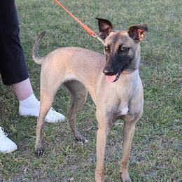 Cha-Cha - Whippet