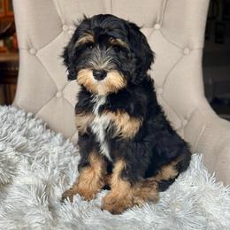 BYRON - male Australian Mountain Doodle puppy in Bristow, Oklahoma from 10-Acre Woods Cockapoos