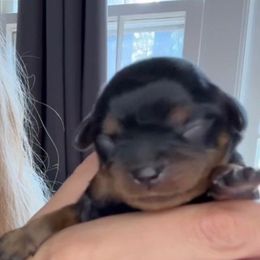 Puppy number 4 - Black and tan female Cavalier King Charles Spaniel puppy in South Carolina from Columbia Cavaliers