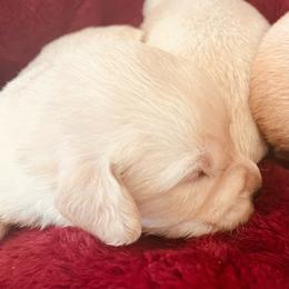 Biscuit - Light golden male Golden Retriever puppy in Blackfoot, Idaho from Ivy’s Goldens