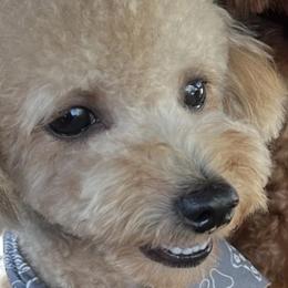 Kiki - Poodle