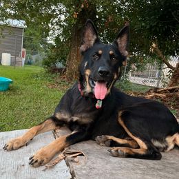 Sansa - German Shepherd