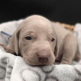Carl - Silver gray male Weimaraner puppy in Evart, Michigan from Drehbar Weimaraners