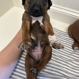 Trinity - Rd whtn blk nose female Rhodesian Ridgeback puppy in Montgomery, Texas from Timber Ridge Kennels