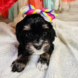 Shelby - Black white and tan female Cockapoo puppy in Richton, Mississippi from Magnolia Hill Doodles