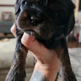 Girl 1 - Black and tan Cavalier King Charles Spaniel puppy in Hancock, Wisconsin from Wisconsin Cavaliers