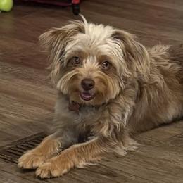 Aussiedoodles, Australian Cattle Dogs, and Dachshunds from Double S Kennel