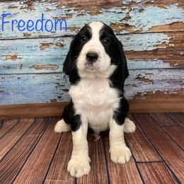 Freedom - English Springer Spaniel puppy in Pine Island, Minnesota from Country Breeze Springer Spaniels