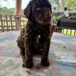 Poodle Puppies from Legacy Farms Standard Poodles