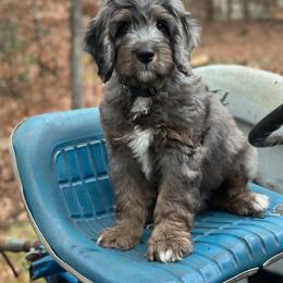 Bernedoodle and Goldendoodle Puppies from Doting Doodles