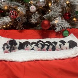 Boston Terrier Puppies from Candi's Boston Terriers