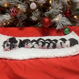 Boston Terrier Puppies from Candi's Boston Terriers