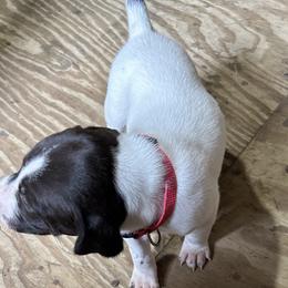 Girl 3 - White and liver German Shorthaired Pointer puppy in Jacksonville, Florida from Good-Times K9