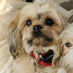 Shorkies from Faith's Sweet Shorkies