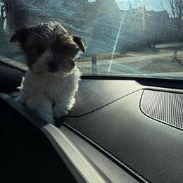 Noel - Parti male Yorkshire Terrier puppy in Illinois from Pretty Little Yorkies