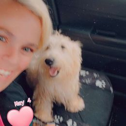 Gurtrude - Scottish Terrier