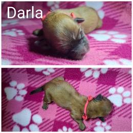 Darla - Red gold female Lhasa Apso puppy in Cincinnati, Ohio from Shangri-La Lhasa Apsos